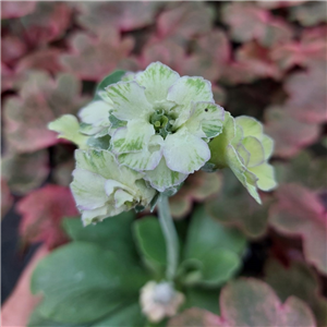 Primula Auricula 'White Ensign'